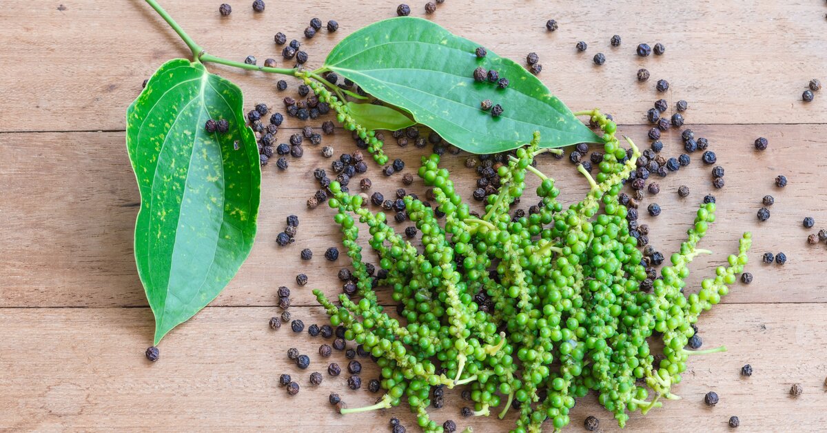 Piperin chrání před účinky kyseliny kainové